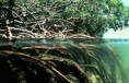 Mangroveskog Mangroveskog