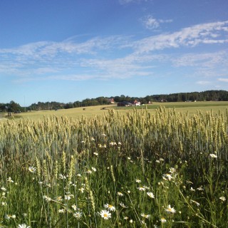 Kornåker på Nøtterøy