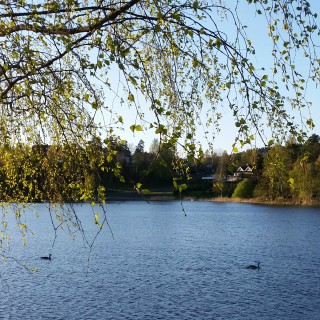 Grønt og fint ved Langvannet og Rådhusparken