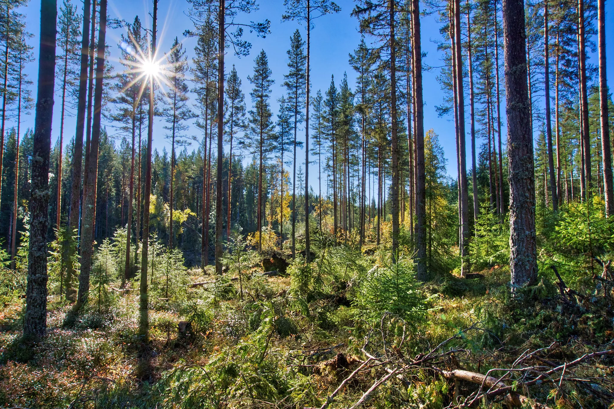 Skog, Løten