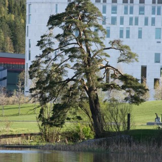 "Svenske Furua" ved Langvannet med Lørenskog Hus i bakgrunnen. 