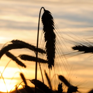 Korn i solnedgang på Holm gård. 