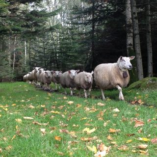 Landbruk: Avløsertilskudd er viktig for rekrutteringen, også i Buskerud.