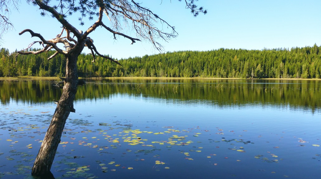 Fra Leinstrandmarka i Trondheim