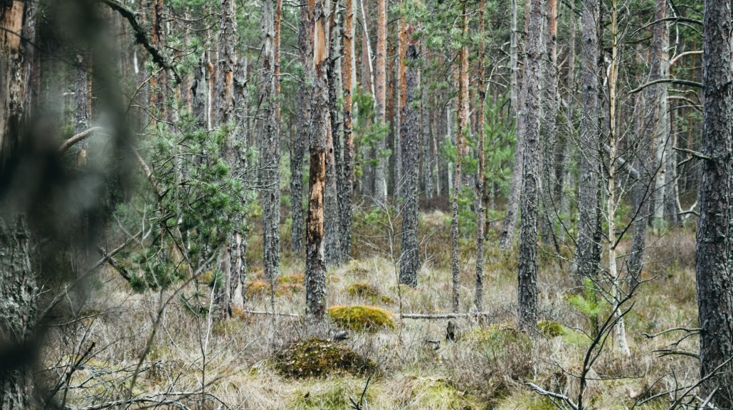 Myr og Skoglandskap