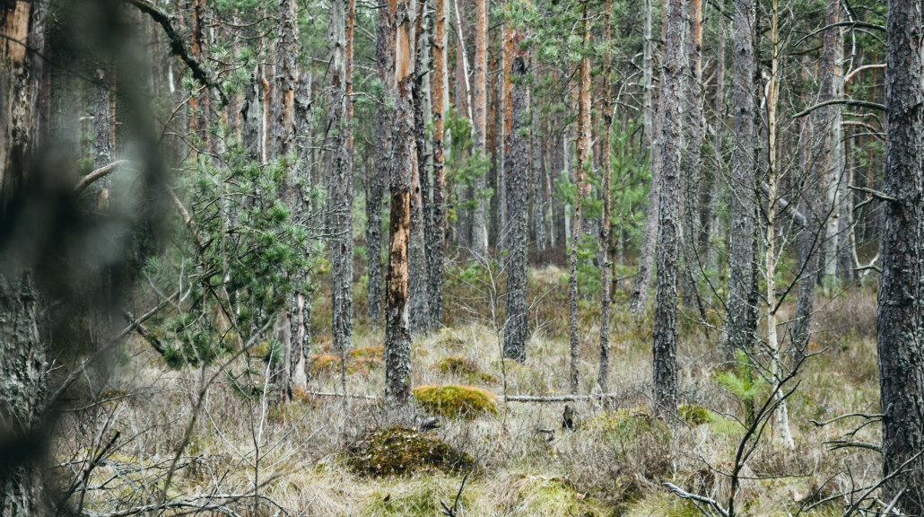 Myr og Skoglandskap