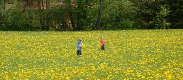 Barn i blomstereng