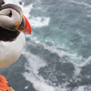 Sjøfuglbestanden er truet av plastforurensningen.