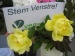 Stem Venstre med gule roser Stem Venstre med gule roser