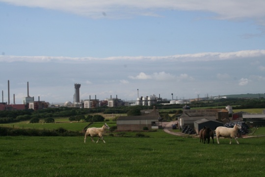  Sellafield ligger i et område velegnet for landbruk. Bare noen hundre meter fra anlegget beiter sauer og kyr. 