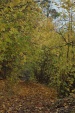 Skog høst løv sti marka