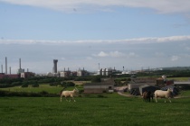 Sellafield med sauer beitende i forgrunnen