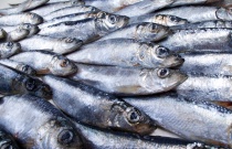  1500 kilo fiskefilet ble destruert i Troms og Finnmark forrige måned.