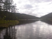 Skog og vann