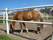 Hest på Nordtvet gård