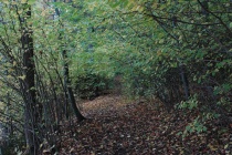 Skog høst løv sti marka