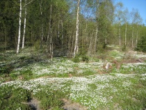 Skog hvitveis tre trær