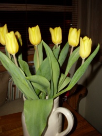 Gule tulipaner