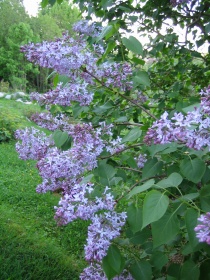 Syrinblomstring, hage, blomster, vår