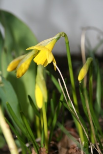 blomst påske linjer