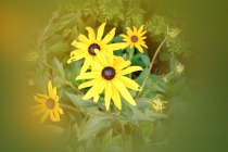 Gul blomst
