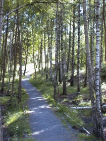  Risør Venstre imøteser etablering av toalett, oppgradering av stier og lysløype i Urheia.