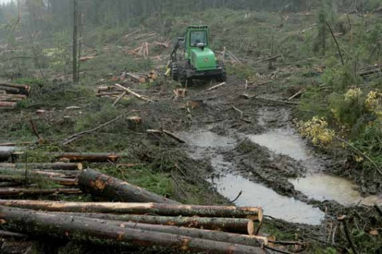  Er Kolstad Skog neste markaområde skogsmaskinene skal rasere? Her fra Holt Skog.