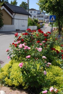 Sommer i Holmsbu, roser