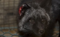  Det er et år siden sist dyrevernorganisasjoner dokumenterte uholdbare forhold ved norske pelsdyrfarmer. 