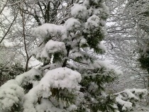 Januar III