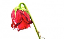 Vissen rose