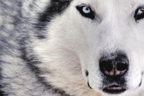  Venstre vil ha flere årlige yngliger av ulv og bjørn.