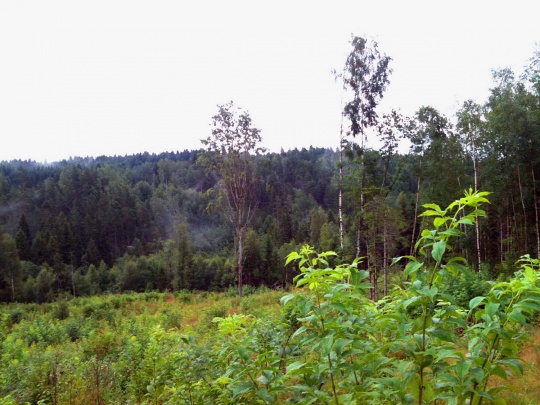  Utbygging av 600 boliger i Kolstad Skog kan stoppes med et enkelt politisk vedtak.