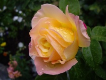Rose gul
