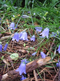 Blomster, blåklokker, vår