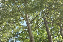  Tema for verdens miljødag i 2011 er  Skog: Natur til tjeneste.