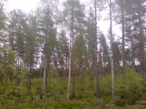 Skog