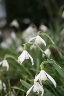 blomst påske vår snøklokker