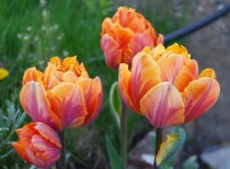 Vår, tulipaner