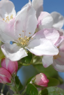 Fruktblomstring på Nesodden