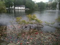 blomster terror markering breiavatnet stavanger byparken