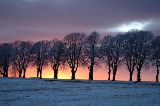 Allèen på Klokkarstua, trær, tre, solnedgang, vinterstemning