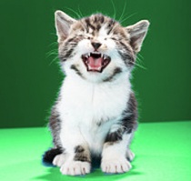  Kitteh luvs teh liberal party!