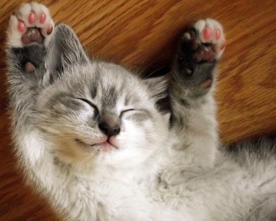 katt