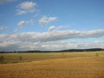 Kornåkrer på Romerike