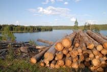 tømmerstokker vann skog tømmer innsjø