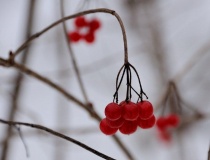 Røde bær, vinter