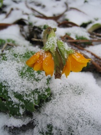 Primula i januar, vårblomst