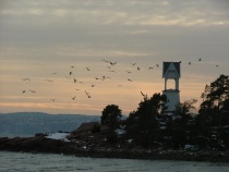 Kveldsstemning ved fjorden, fugler, kyst, fyr