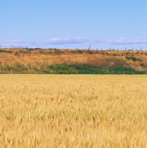 Landbruk, korn